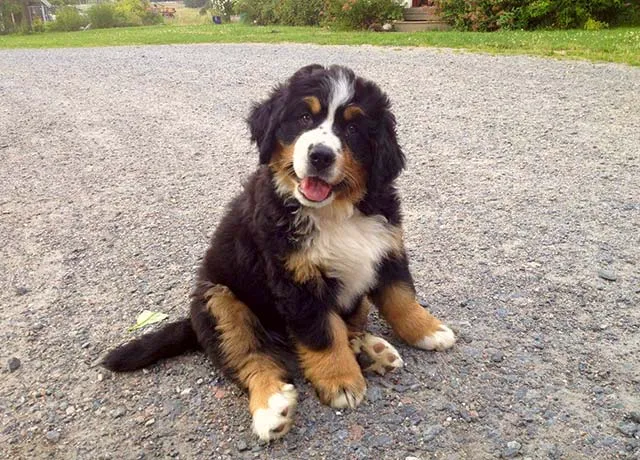 Golden Mountain Dog